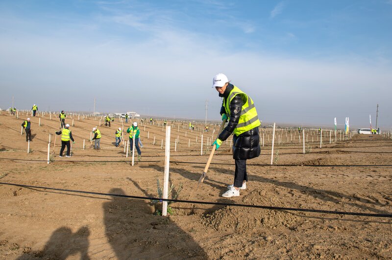 SOCAR Midstream' ağacəkmə aksiyası keçirdi - FOTOLAR