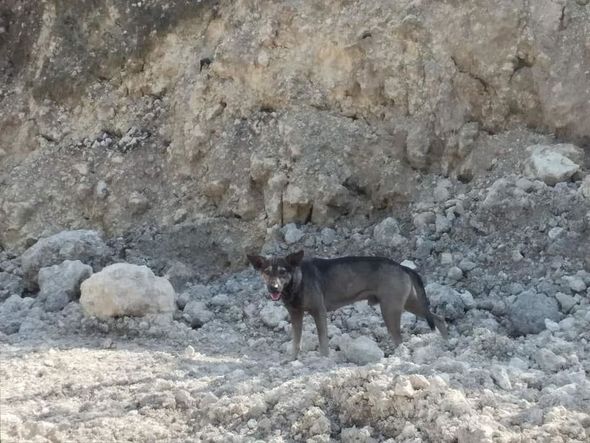 Sahibsiz it yeni doğulmuş körpənin həyatını xilas etdi - FOTO