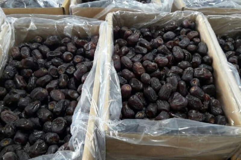İraqdan Azərbaycana gətirilən xurmada kif göbələyi aşkarlanıb