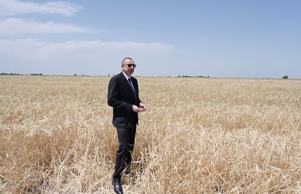 Prezident Ağcabədidə taxıl biçininə başlanması mərasimində iştirak edib - YENİLƏNİB+FOTO