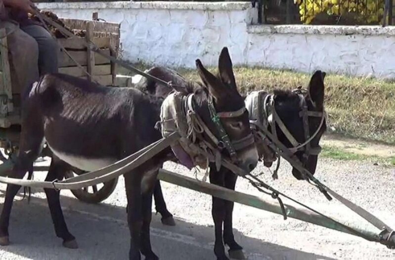 Bakıda zibili eşşək arabası ilə daşıyırlar? - AÇIQLAMA