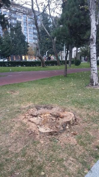 Bakıda Atatürk parkında ağaclar niyə kəsilir? - AÇIQLAMA + FOTO