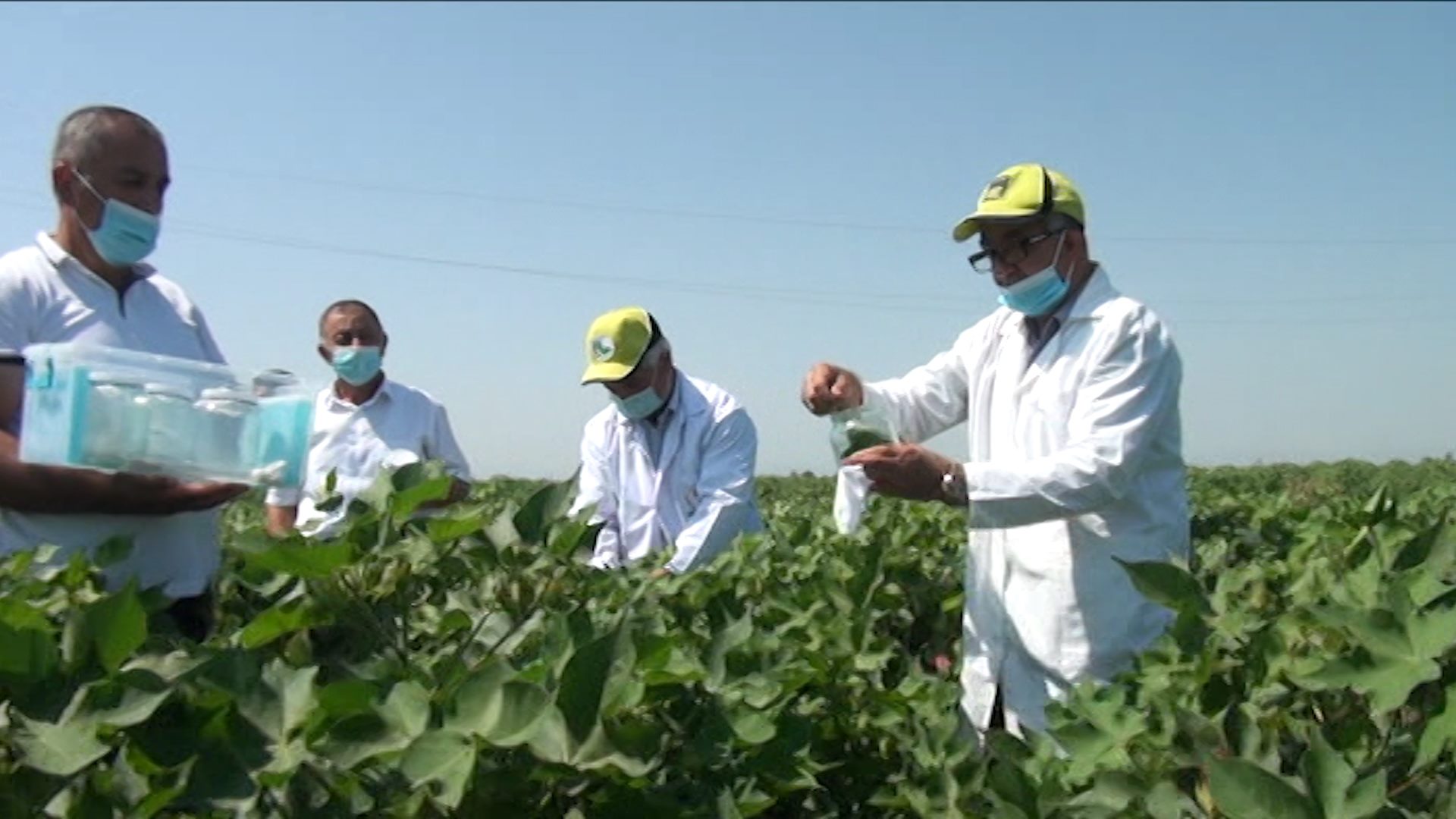 Azərbaycanda zərərvericilərə qarşı xüsusi həşəratlar yetişdirilib - VİDEO