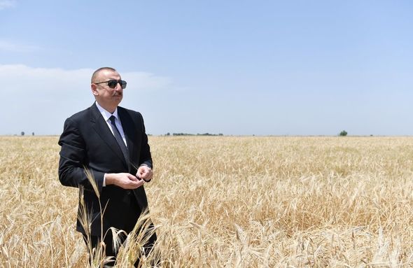 Prezident Ağcabədidə taxıl biçininə başlanması mərasimində iştirak edib - YENİLƏNİB+FOTO