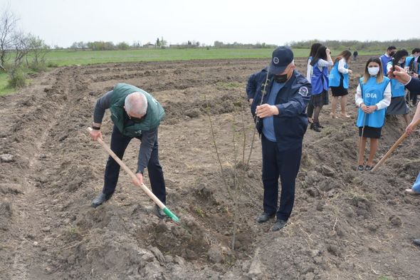 "​​​​​​​Yaşıl Marafon" çərçivəsində növbəti ağacəkmə aksiyaları keçirilib - FOTO