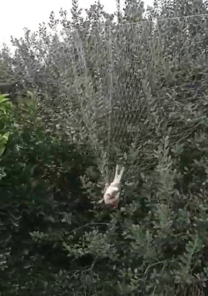 Astarada ağaclara tor qurmaqla qanunsuz ov edən şəxslər aşkarlanıb - FOTO