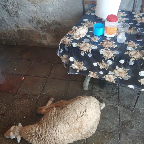 Polis qurbanlıq heyvanların satışının həyata keçirildiyi ərazilərdə reyd keçirdi - FOTO