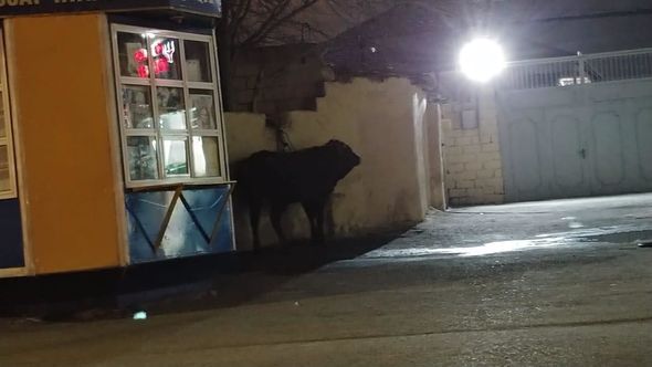 Bakıda daha bir iyrənc mənzərə: Qanunsuz ət kəsiminə niyə göz yumulur? - FOTO