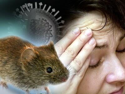 Çindən ŞOK XƏBƏR GƏLDİ - İndi də yeni virus can almağa başladı