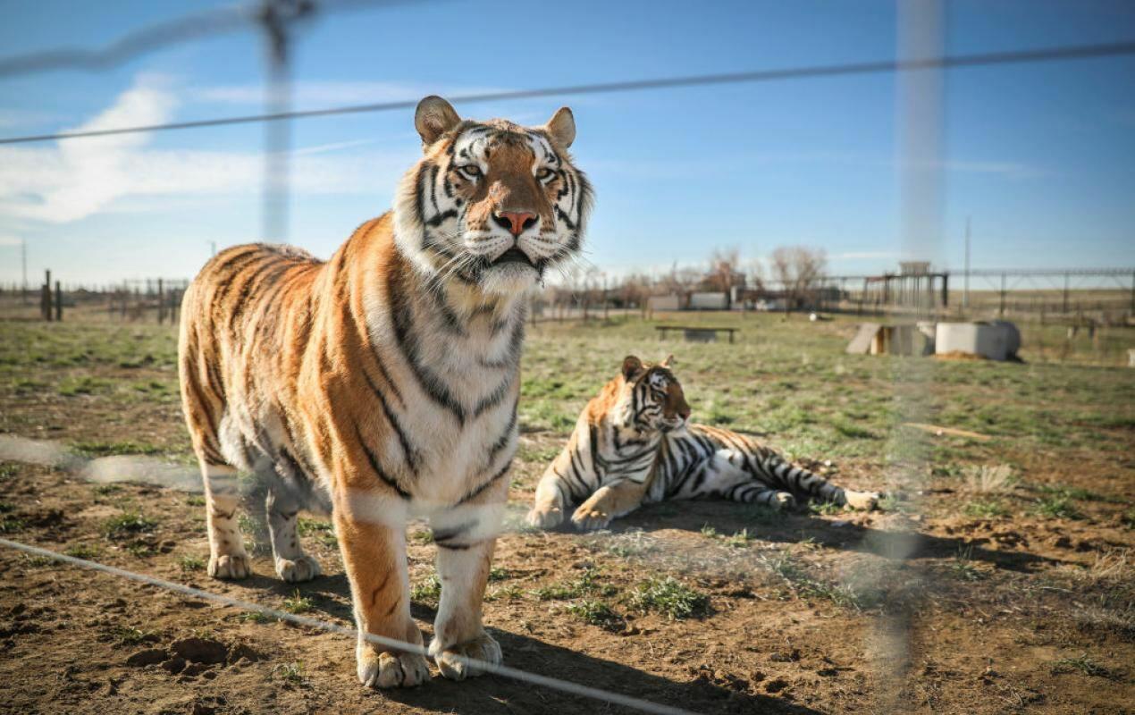 Nyu-York zooparkında heyvanlar koronavirusa yoluxdu