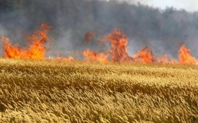 Goranboyda biçilməmiş taxıl sahəsi yandı